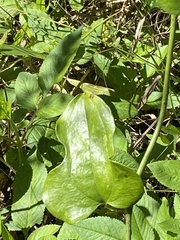 Smilax auriculata