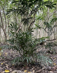 Ptychosperma macarthurii