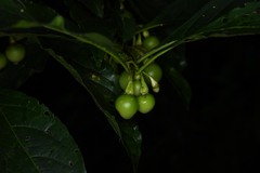 Solanum leucocarpon