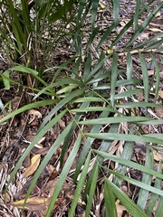 Ptychosperma macarthurii