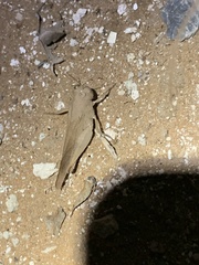 Humbe tenuicornis