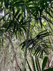 Ptychosperma macarthurii