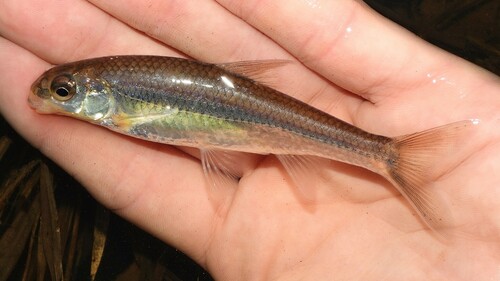 Spottail Shiner