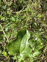 Smilax auriculata