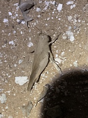 Humbe tenuicornis