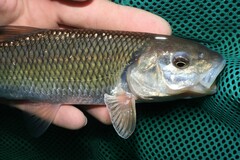 Semotilus corporalis