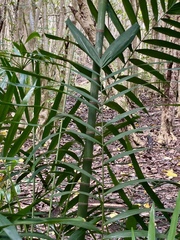 Ptychosperma macarthurii