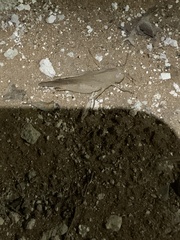 Humbe tenuicornis