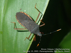 Leptoscelis elongator