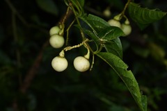 Solanum leucocarpon