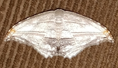 Epipleminae
