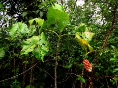 Montrichardia arborescens