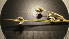 Juncus cooperi
