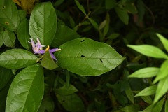 Solanum subinerme