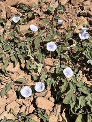 Jacquemontia pringlei