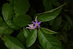 Solanum subinerme