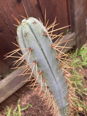 Trichocereus bridgesii