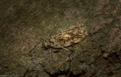 Barea nymphica