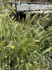 Hordeum murinum murinum