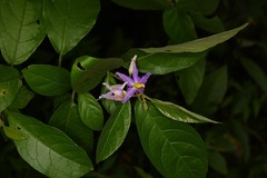 Solanum subinerme