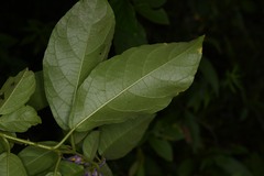 Solanum subinerme