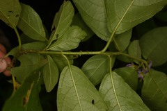 Solanum subinerme