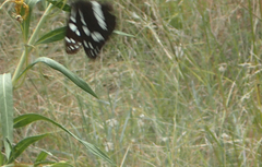 Phaedyma shepherdi