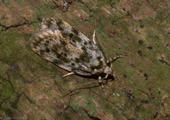 Barea nymphica