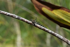 Eusynthemis tillyardi
