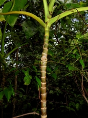 Montrichardia arborescens