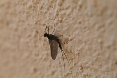 Callibaetis pictus