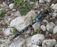 Rhionaeschna marchali