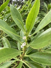 Myoporum insulare