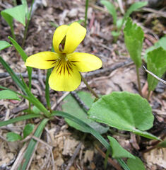 Viola orbiculata