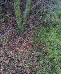 Xerocomellus atropurpureus