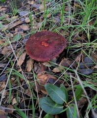 Xerocomellus atropurpureus