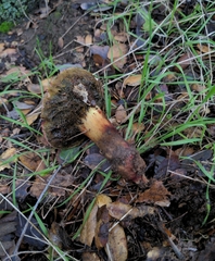 Xerocomellus atropurpureus