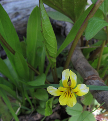 Viola nuttallii