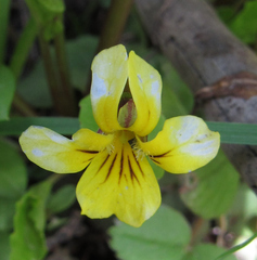 Viola nuttallii
