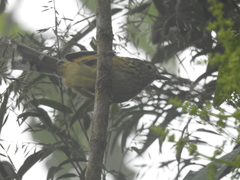Drymophila striaticeps