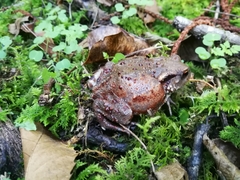 Bufo bufo