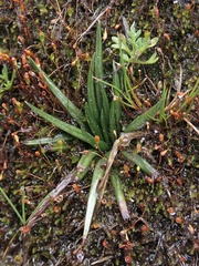 Isoetes