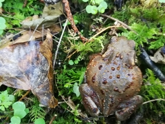 Bufo bufo