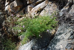 Glandularia lilacina