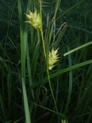 Carex trichocarpa