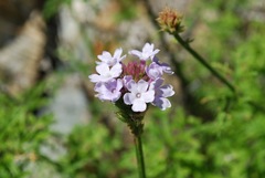 Glandularia lilacina