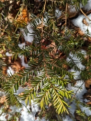 Taxus canadensis