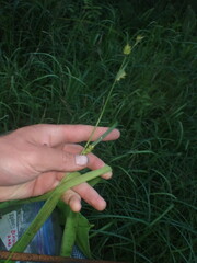 Carex trichocarpa