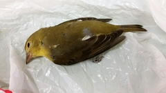 Piranga rubra