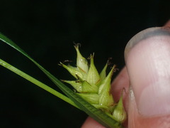Carex trichocarpa